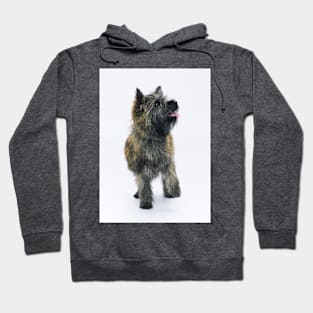 Cairn Terrier Hoodie